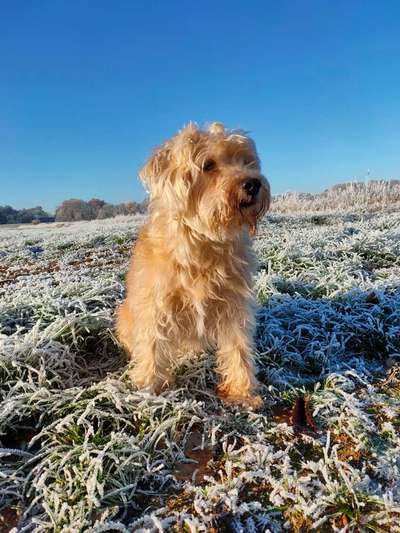 Dogorama Photo Challenge - Portrait-Beitrag-Bild