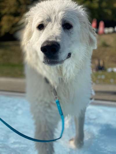 Dogorama-Monats-Challenge-Mai "Wasser"-Beitrag-Bild