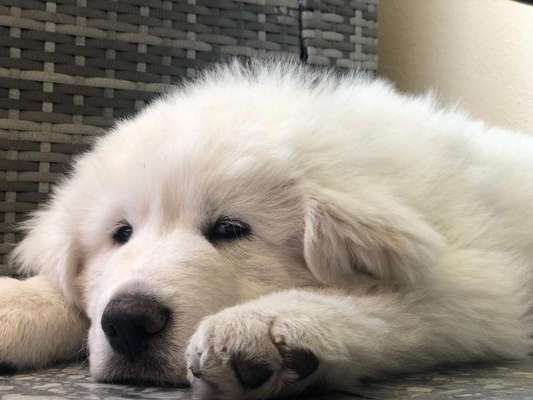 Welpen Bilder !-Beitrag-Bild