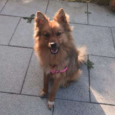 Hundetreffen-Abendrunde südstadt-Bild
