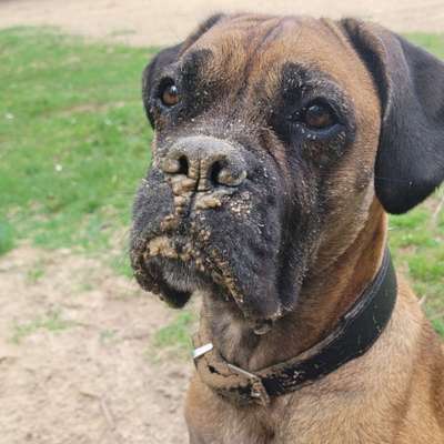 Hundetreffen-Gassi gehen-Bild