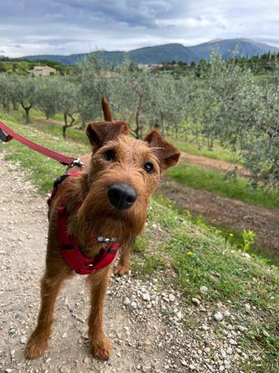 Dogorama Photo Challenge - Urlaubsziele-Beitrag-Bild