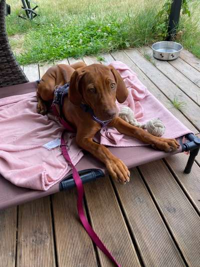 Rhodesian Ridgeback-Beitrag-Bild