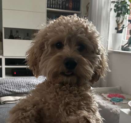 Hundetreffen-Spielkameraden-Bild