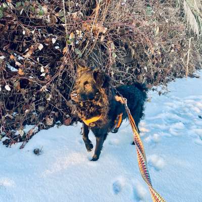 Hundetreffen-Gassirunde