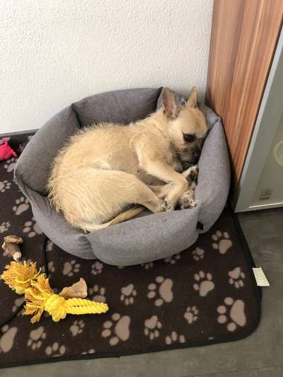 Welche Hunderasse-Beitrag-Bild