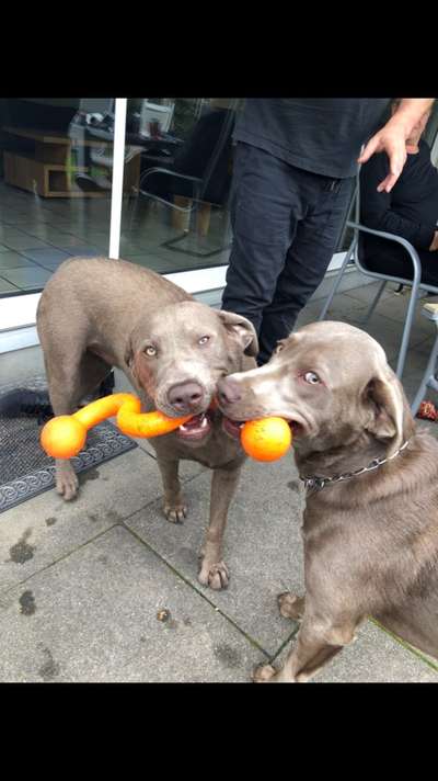 Dogorama Photo Challenge - Die besten Hundebuddys-Beitrag-Bild