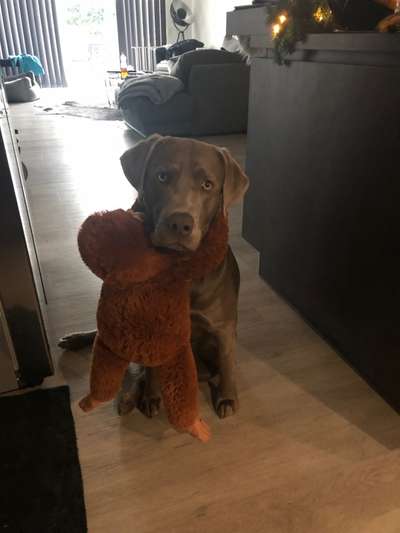 Dogorama Photo Challenge - Lieblingsspielzeug!-Beitrag-Bild