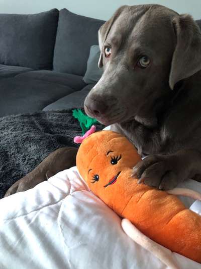 Dogorama Photo Challenge - Lieblingsspielzeug!-Beitrag-Bild