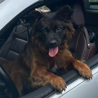 Hundetreffen-Kennenlernen für meinen kleinen Rumänischen Kämpfer 🐶-Bild