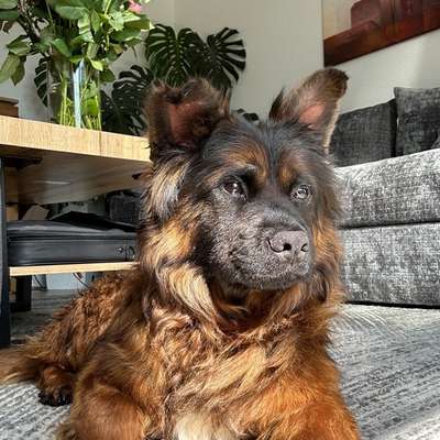 Hundetreffen-Kennenlernen für meinen kleinen Rumänischen Kämpfer 🐶-Bild