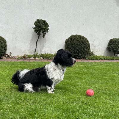 Hundetreffen-Gassi gehen mit kleinen Hunden-Bild