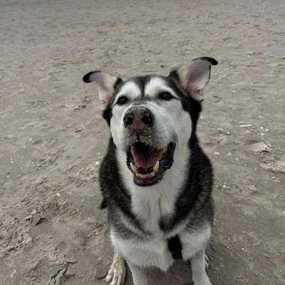 Hundetreffen-Spazierrunde/Gassitreff 🐾 Neuenbeken & Umgebung-Bild