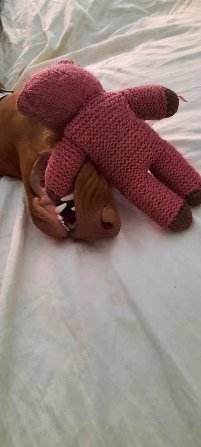 Euer Hund und sein Lieblingskuscheltier-Beitrag-Bild