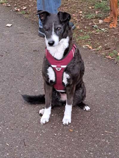 TierschutzhundeStammtisch🐕-Beitrag-Bild