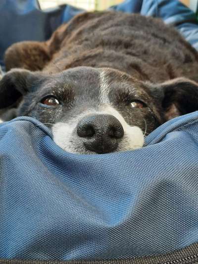 Dogorama Photo Challenge - Gassipause-Beitrag-Bild