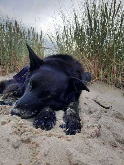 Dogorama Photo Challenge - Gassipause-Beitrag-Bild