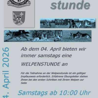 Hundetreffen-Welpengruppe-Bild