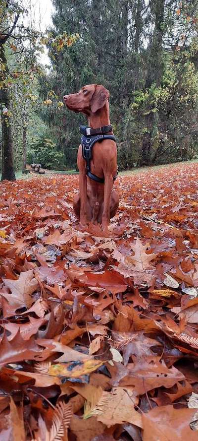 Dogorama Photo Challenge - Gassipause-Beitrag-Bild