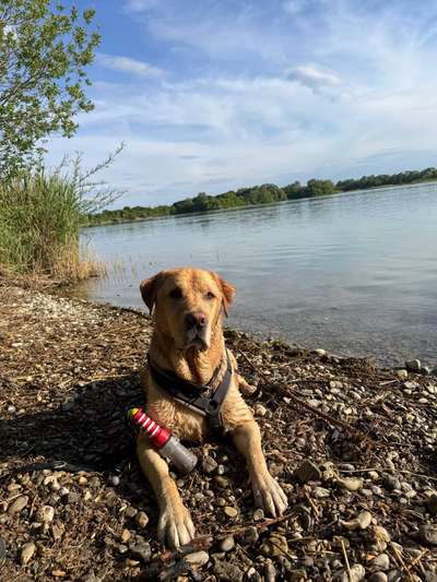 Hundetreffen-Gemeinsam Gassi gehen - für mehr Hundekontakt-Bild