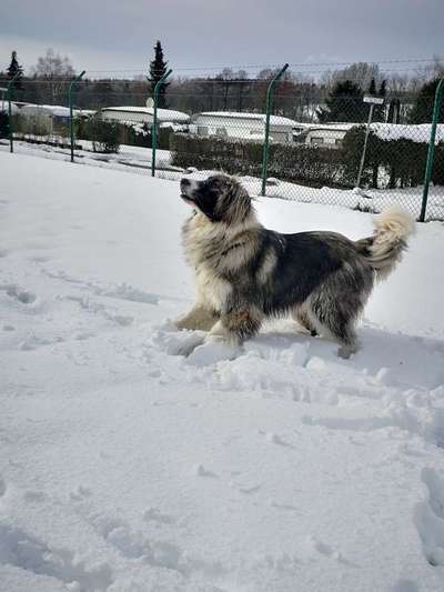 Dein Hund im Dogorama-Kalender 2021-Beitrag-Bild