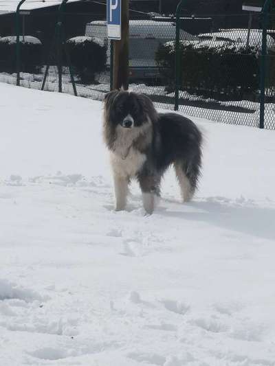 Dein Hund im Dogorama-Kalender 2021-Beitrag-Bild