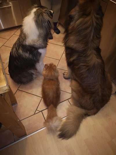 Fotochallenge Nr. 51 "Euer Hund mit anderen Tieren"-Beitrag-Bild