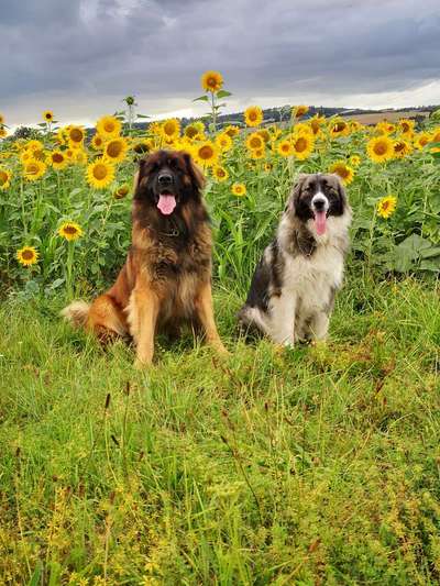 Die Dogorama Kalender Challenge Titelbild-Beitrag-Bild