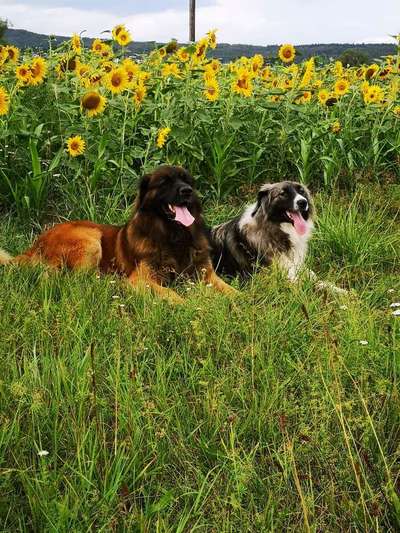 Dein Hund im Dogorama-Kalender 2021-Beitrag-Bild