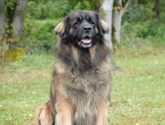 Die Dogorama Kalender Challenge Titelbild-Beitrag-Bild