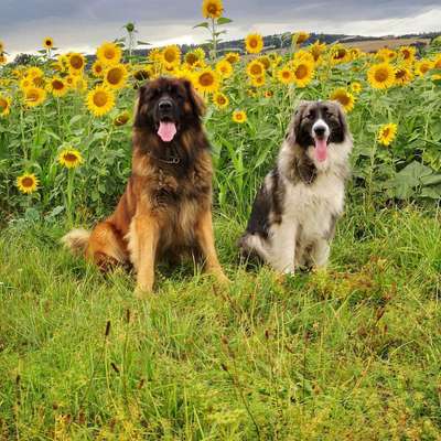 Dein Hund im Dogorama-Kalender 2021-Beitrag-Bild