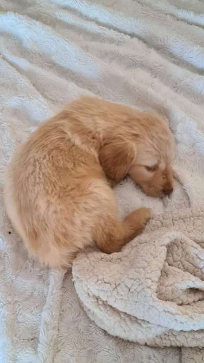 Welpen Bilder !-Beitrag-Bild