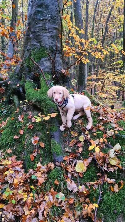 Labradorfans-Beitrag-Bild