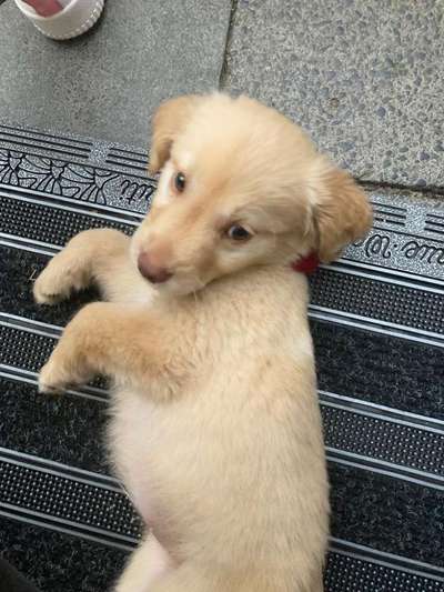 Dogorama Photo Challenge - Hundeblick zum hinschmelzen-Beitrag-Bild