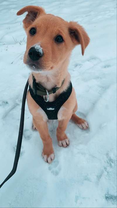 Welpen Bilder !-Beitrag-Bild