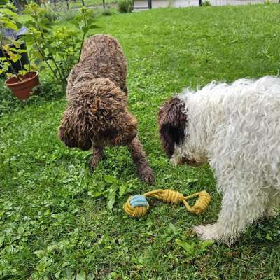 Hundetreffen-Junghunde Spielrunde in der Nähe von Grein am der Donau im Garten-Bild
