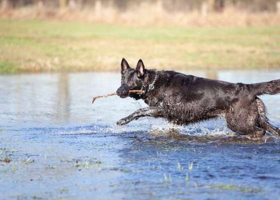 Schäferhund-Beitrag-Bild
