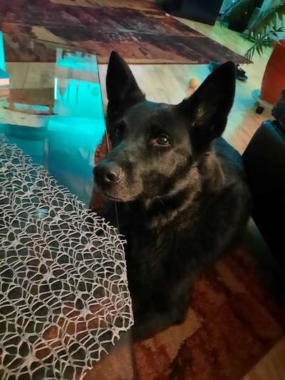 Die Dogorama Kalender Challenge Titelbild-Beitrag-Bild