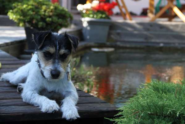 Wo sind die Jack und Parson Russell Terrier?-Beitrag-Bild