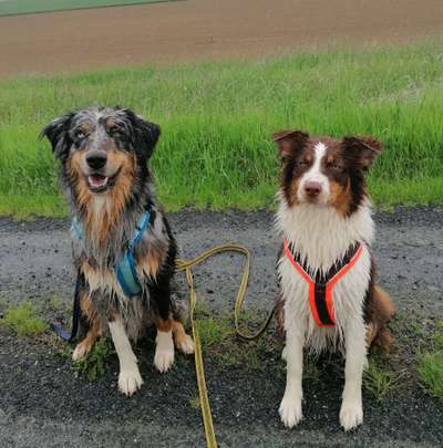 Lieblingsbild von euren Hunden?-Beitrag-Bild