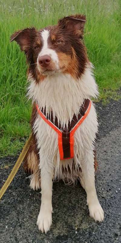 Dogorama-Monats-Challenge-Mai "Wasser"-Beitrag-Bild