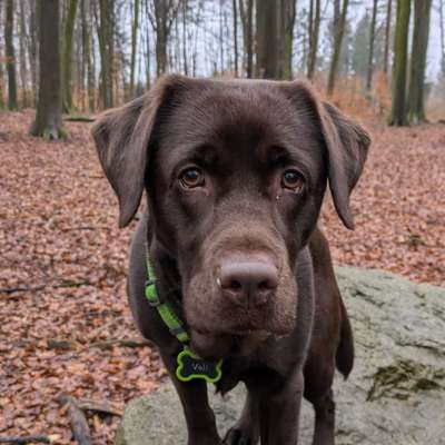 Hundetreffen-Ich suche einfach Menschen die Lust auf eine Spielrunde haben!-Bild