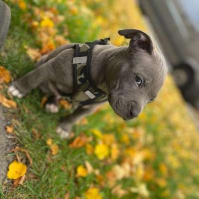 Hundetreffen-Hundetreffen zum Spielen