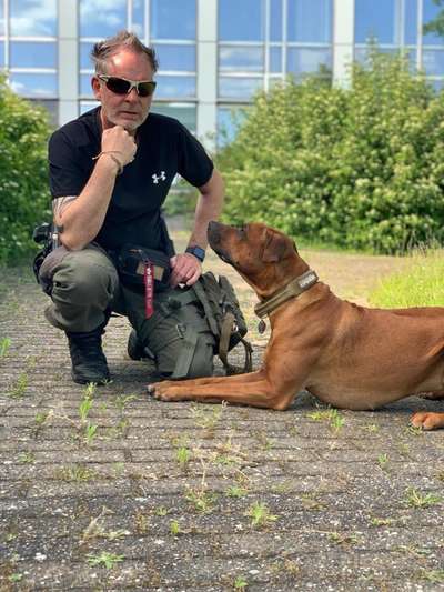 Rhodesian Ridgeback-Beitrag-Bild