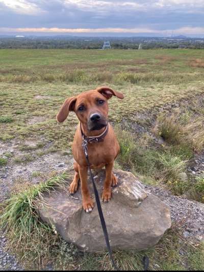 Rhodesian Ridgeback-Beitrag-Bild