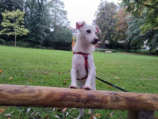 Hundetreffen-Walkies und/oder Training-Bild