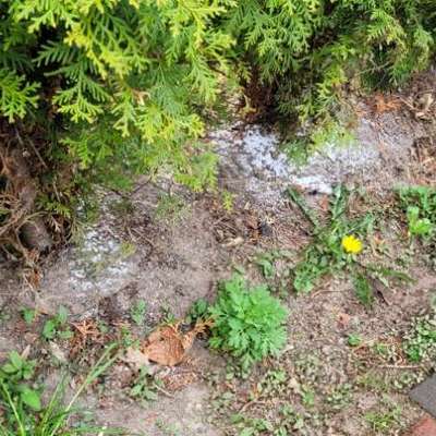 Giftköder-Ameisenköder-Bild