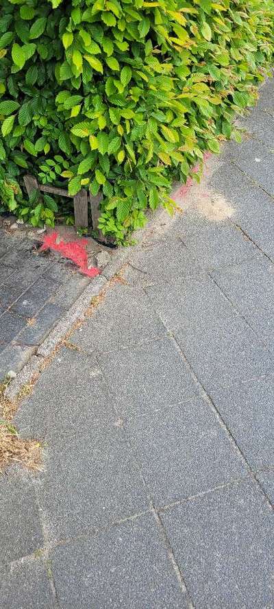 Giftköder-Ameisenköder-Bild
