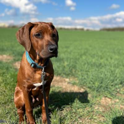 Hundetreffen-Junghunde Kumpel-Bild