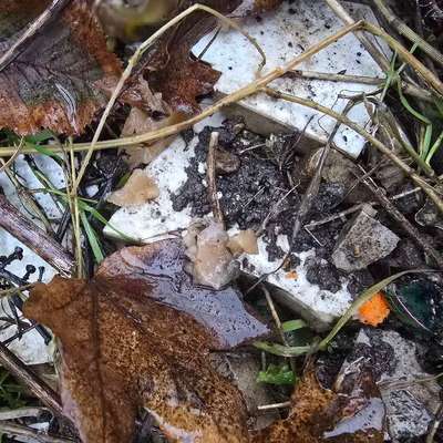 Giftköder-Mgl. Giftköder-Bild